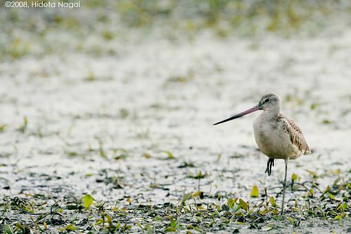 You ain't from around these parts now are ya?-m-godwit-1.jpg