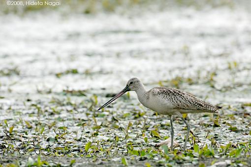 You ain't from around these parts now are ya?-m-godwit-2.jpg