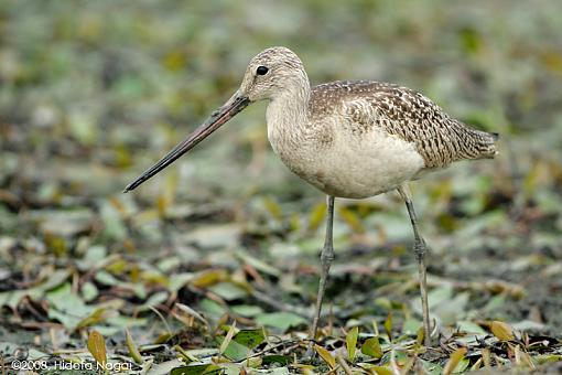 You ain't from around these parts now are ya?-m-godwit-3.jpg