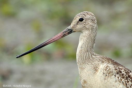 You ain't from around these parts now are ya?-m-godwit-4.jpg