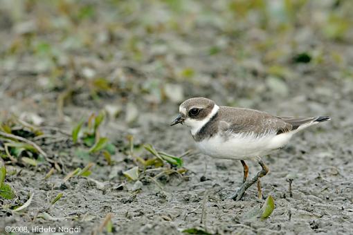 You ain't from around these parts now are ya?-sp-plover-1.jpg