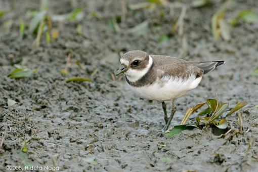 You ain't from around these parts now are ya?-sp-plover-2.jpg