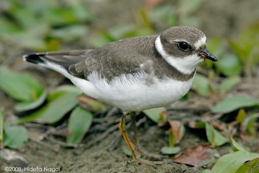 You ain't from around these parts now are ya?-sp-plover-3.jpg