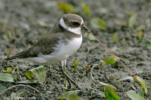 You ain't from around these parts now are ya?-sp-plover-4.jpg