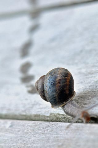 Name:  snail1.jpg
Views: 176
Size:  27.4 KB