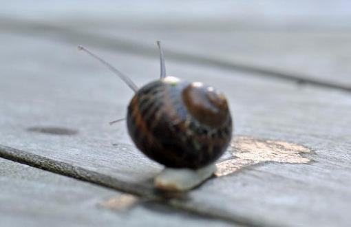 A Snails Pace-snail2.jpg