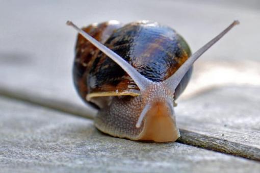 A Snails Pace-snail3.jpg