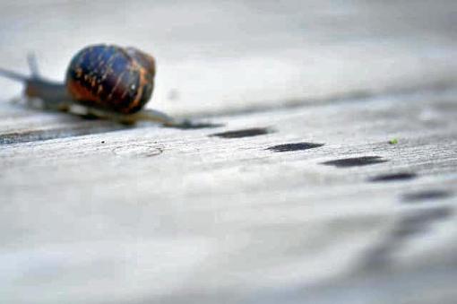 A Snails Pace-snail4.jpg