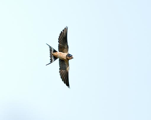 Another swallow that flies-swallow-n-flight.jpg