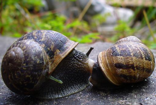 A Snails Pace-p1040560.jpg