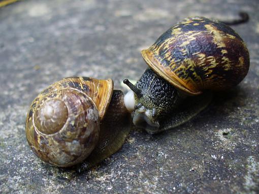 A Snails Pace-p1040555.jpg