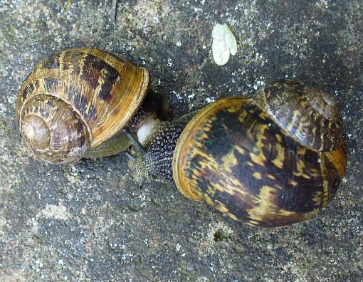 A Snails Pace-p1040549.jpg