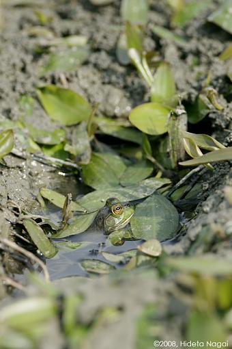 A day in the life of a marsh in distress-marsh-2-b.jpg