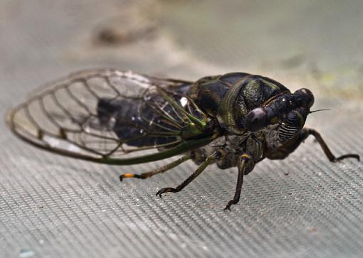 Cicada-_9052765.jpg