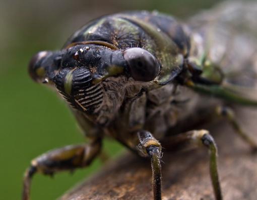 Cicada-_9052800.jpg