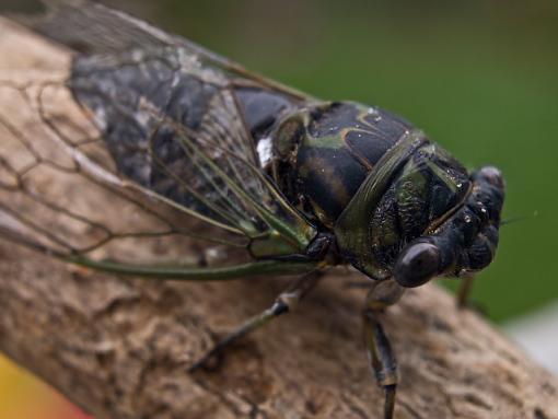 Cicada-_9052812.jpg