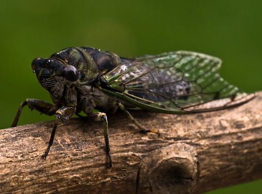 Cicada-_9052774.jpg