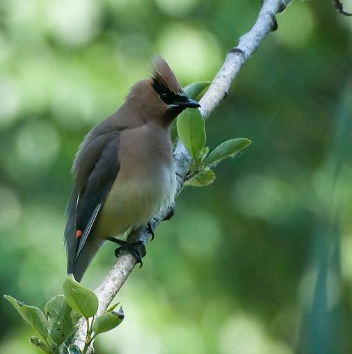 An Over-weighted Cedar Waxwing-over-weighted-waxwing.jpg