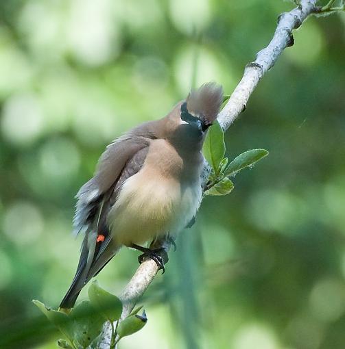 An Over-weighted Cedar Waxwing-big-fat-waxwing.jpg