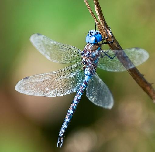 I have a dragonfly photo, too.-dragonfly.jpg