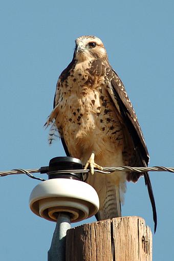 Hawks of Texas-dsc_5643-3-800.jpg