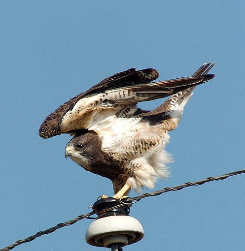 Hawks of Texas-dsc_5663-4-800.jpg