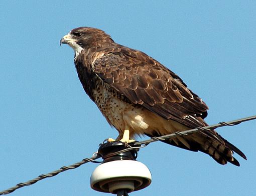 Hawks of Texas-dsc_5666-2-800.jpg