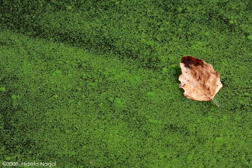 Naturally Abstract-abstract-nature-algae.jpg