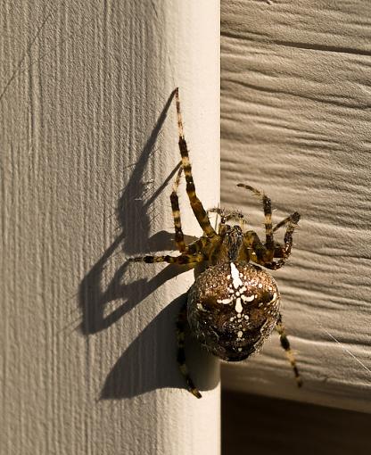 itsy bitsy spider-_9183505.jpg