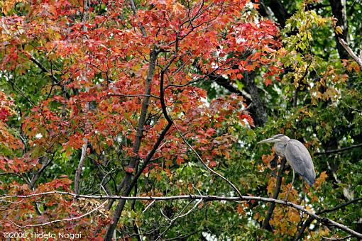 First Fall Colors-fall-gbh.jpg