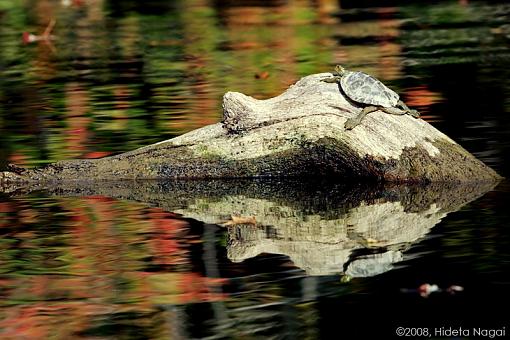 First Fall Colors-fall-turtle.jpg