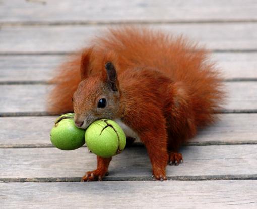 The lucky squirrel-squirrel2.jpg