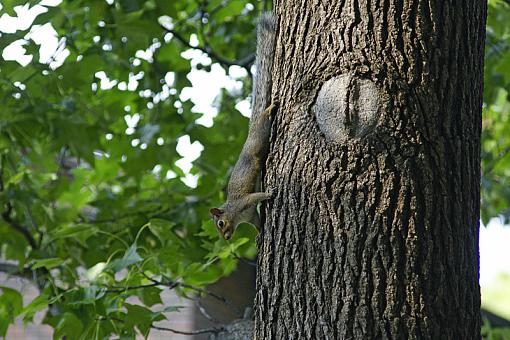 The lucky squirrel-_dsc0270x800x2.jpg