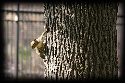 The lucky squirrel-_dsc0264x800x2.jpg