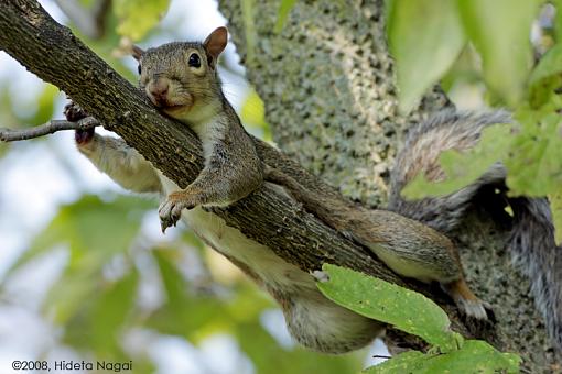 The lucky squirrel-squirrel-hanging.jpg