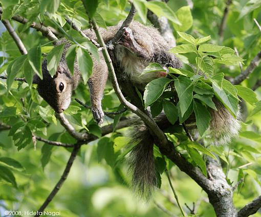 The lucky squirrel-squirrel-undead.jpg