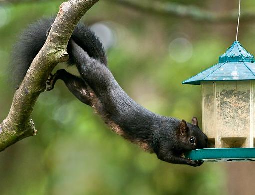 The lucky squirrel-when-you-cannot-fly.jpg