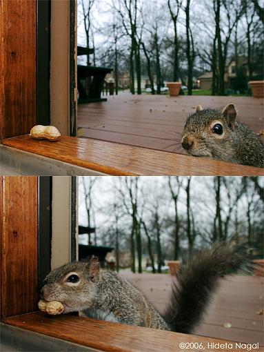 The lucky squirrel-squirrel-composite.jpg