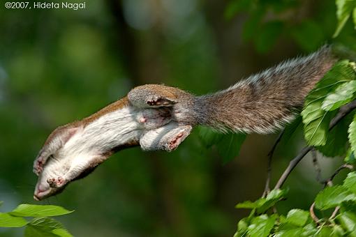 The lucky squirrel-squirrel-happy.jpg