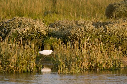 white egret?-_a3p8172.jpg