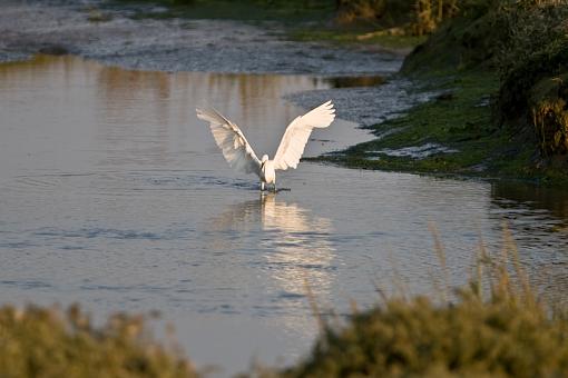 white egret?-_a3p8183.jpg