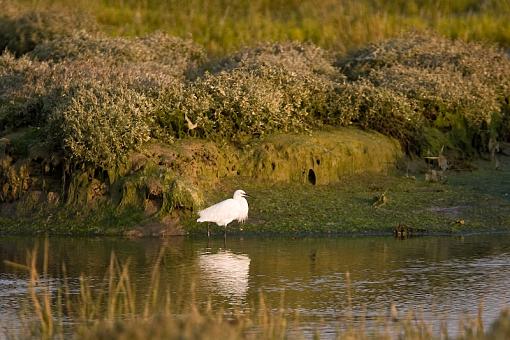 white egret?-_a3p8208.jpg