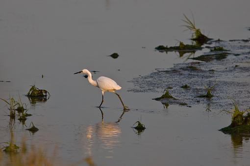 white egret?-_a3p8231.jpg