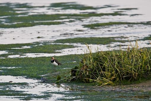 Lapwing-_a3p8272.jpg