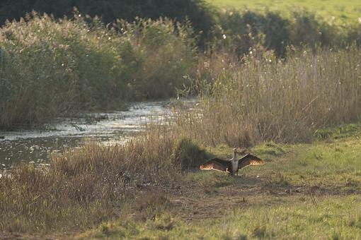 Cormorant or Shag ?-_a3p8096.jpg