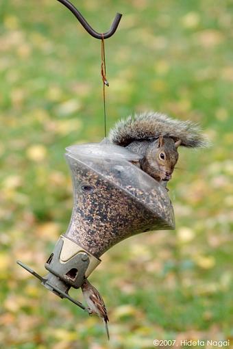 The lucky squirrel-squirrel-eating-both-ends.jpg