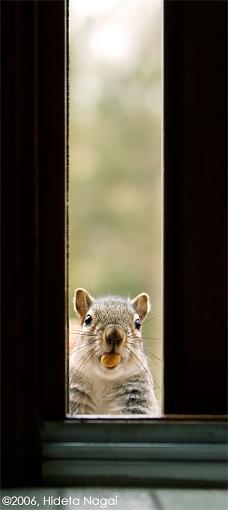 The lucky squirrel-squirrel-peeking.jpg