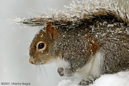 The lucky squirrel-squirrel-cold.jpg