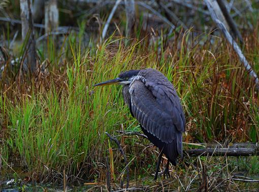 Last GBH for 2008-h%E9ron-5-web-nw.jpg