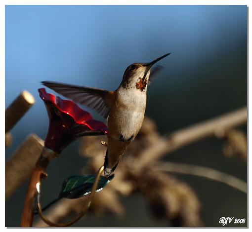 Last Hummer-image13.jpg